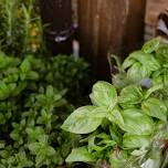 Home Herbalism