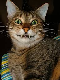 Lol, 23 gif kucing kocak & menggemaskan! Is It A Cat With Overbite Or Just Photoshop Cute Cats And Kittens Cute Cats Funny Cats