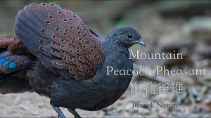 Use the search box above to find peacocks for adoption in your area, or the nearest place to adopt a peacock. Mountain Peacock Pheasant Calling Youtube