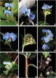 Image result for Commelina nyasensis