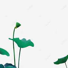 Check spelling or type a new query. Gambar Bahan Daun Teratai Gratis Unduh Lotus Akar Teratai Lotus Png Transparan Clipart Dan File Psd Untuk Unduh Gratis