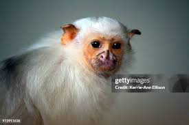 1,458 Kerrie Stock Photos, High-Res Pictures, and Images