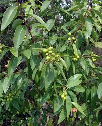 Maybe you would like to learn more about one of these? Plants Flowers That Attract Snakes To The Garden Trinjal Com
