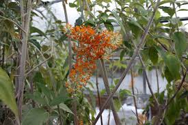 Image result for Buddleja madagascariensis