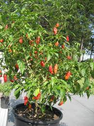 Check spelling or type a new query. The Ghost Pepper Is The Super Hot Pepper That Started It All Some Still Think The Ghost Pepper Is Still The World Stuffed Peppers Ghost Peppers Pepper Plants