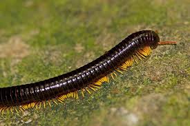 Black And Yellow Centipede Philippines Centipedes And Millipedes Are Arthropods That Have 30 To 750 Legs Centipedes Have 2 Legs Per Body Segment Centipedes First Pairs Millipede Cool Bugs Centipede