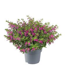 Image result for Cuphea hyssopifolia