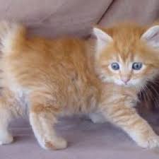 Ruyada Kedi Yavrusu Beslemek Ne Anlama Gelir Neye Isarettir Ruya Tabirleri