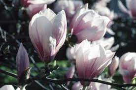 Pin On Gardening