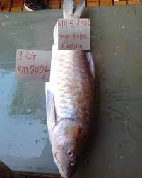 Pungutan 9 pound tunggal afrika selatan ketiga dalam senarai syiling emas paling mahal. Ikan Temoleh Harga