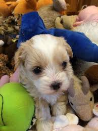 Puppies can sleep up to 18 hours a day as their growing body needs the rest. Adorable Shih Poo Puppy Shih Tzu X Toy Poodle For Sale In Ionia Michigan Classified Americanlisted Com