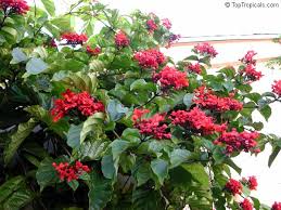 Image result for Clerodendrum splendens