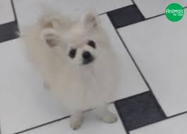 Canil De Husky Siberiano Em Ribeirao Preto Alguns Anuncios De Hoje Raca Spitz Alemao Pedigree Opcional Proprietaria Lany Localidade Sao Paulo Sp Envio Entrega Spitz Alemao Lulu Da Pomerania Anao E Caes