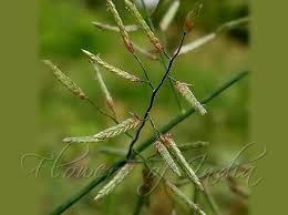 Image result for Eragrostis minor