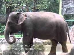 Endangered And Extinct Species List Of Animals List Of Animals Endangered Animals