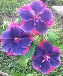 Moorea My Blue Pearl Wonderful Flowers Amazing Flowers Beautiful Flowers