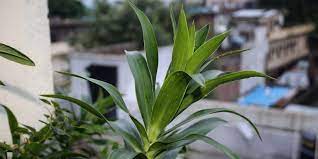 Cara membuatnya adalah dengan menghancurkan daunnya, masukkan air, kemudian saring. Kenali Manfaat Daun Suji Dan Cara Mengolahnya Yang Benar