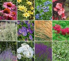 Deer Resistant Garden For Sun Deer Resistant Perennials Deer Resistant Garden White Flower Farm
