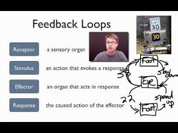 A Great Explanation Of The Elements Of A Feedback Loop Negative Feedback And Positive Feedb Human Anatomy And Physiology Nursing School Info Biology Classroom