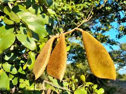 Image result for Baikiaea