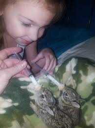 Wildlife Training Class Itinerary and Presentation