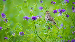 We did not find results for: Hd Wallpaper Summer Flowers Bird Purple Green Background Motley Wallpaper Flare