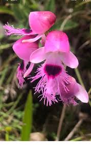 Image result for Eulophia calantha