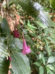 Image result for Strobilanthes hamiltoniana