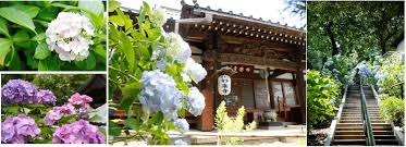 自粛疲れを癒す 梅雨の名物 紫陽花 川崎市 多摩区 2020年紫陽花の名所特集 川崎市 多摩区のプレスリリース