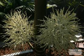 Image result for Hyophorbe indica