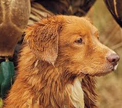 Image result for nova scotia duck tolling retrívr