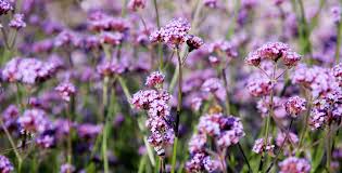Image result for foto verbena