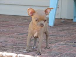 Missy X Cooper Lavender Fawn Smoothcoat Chihuahua Puppy Pet Dogs Puppies Cute Chihuahua Chihuahua Love