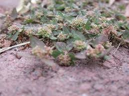 Image result for Euphorbia ophthalmica