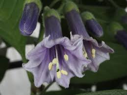 Image result for Iochroma