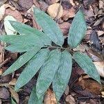 Image result for Olyra latifolia