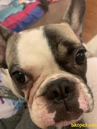 1 5 Yasinda Disi Fransiz Bulldog 243655 Bikopek Com