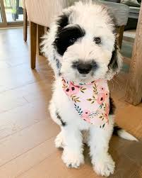 Growing Up So Fast 12 Week Old Sheepadoodle Billie Aww In 2020 Cute Baby Animals Cute Dogs Cute Animals