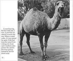 They are usually adapted to walk long and long distances in hot temperatures in a desert so they evolved to have broad, large and flat feet. All Kinds Of Feet By Ron And Nancy Goor Book Free On This Site Photo Stories By Rongoor Com