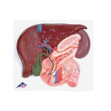 The gallbladder stores bile, which helps the body break down and digest fats that you eat. Gallbladder Set 8000884 3011910 Anatomy Sets 3b Scientific