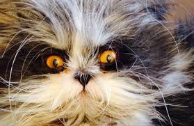 Meet Atchoum The Hairy Adorable Cat That Is Skyrocketing To Internet Fame And I Might Add A Tad Bit Scary Cats Grumpy Cat Scary Cat