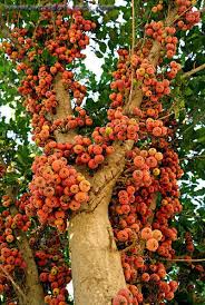 Image result for Ficus sycomorus