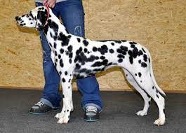 pin na doske poroda sobak