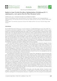 Image result for Nervilia adolphi