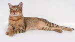 F1, F2, F3, F4, & F5 Savannah Cats for Sale by Kitten ...