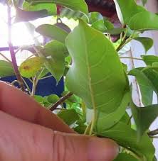 Image result for Ficus polita