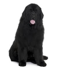 She has an excellent double coat and lovely block head. Landseer Newfoundland Puppies For Sale Canada