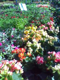 In bloom, this plant creates a blizzard in a pot. Begonias Annual Flowers Begonia Florida Gardening