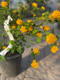 Image result for Kerria japonica