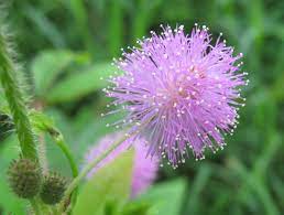 They come in pink, salmon, lavender, red, and white. It Is Very Beautiful Flower Photo Image Plants Fungi Lichens Flowers Wildflowers Images At Photo Community